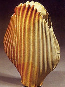 Wide Bamboo Medium Coiled Yumi